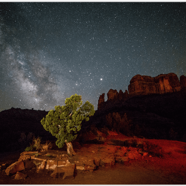 Juniper Under the Stars by Kelli Klymenko