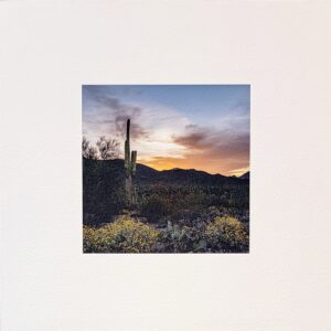 Saguaro Sunrise by A O Tucker