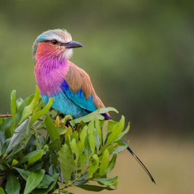 Lilac Breasted Roller by Elaine Belvin