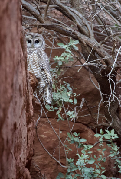 Sedona Spotted Owl by Kelli Klymenko