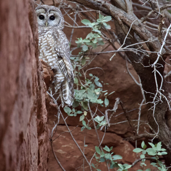Sedona Spotted Owl by Kelli Klymenko