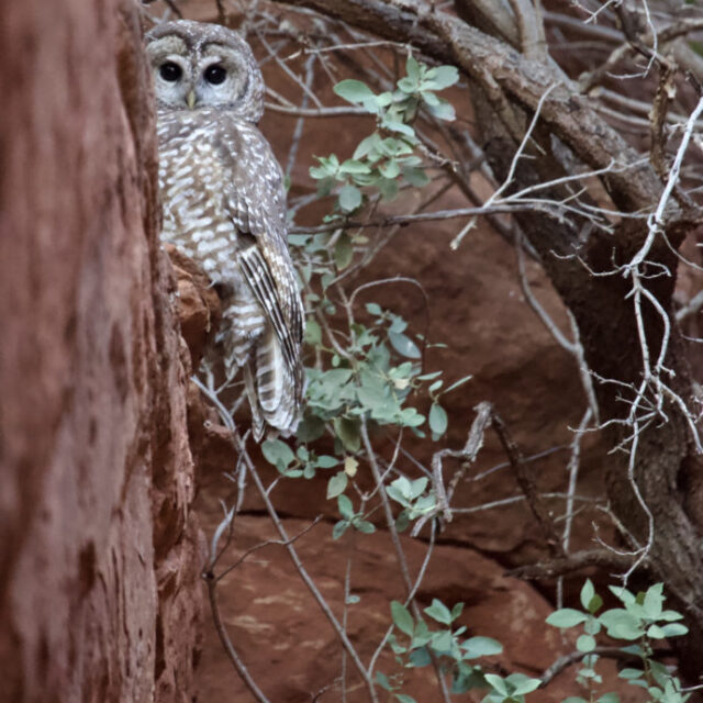Sedona Spotted Owl by Kelli Klymenko
