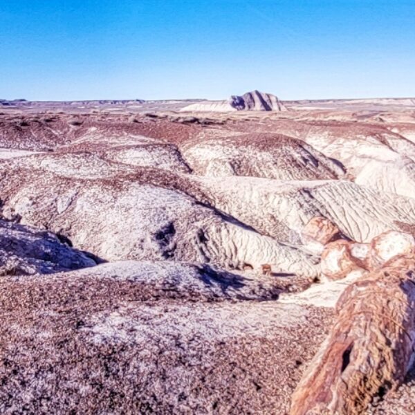 Petrified Forest by Kelli Klymenko