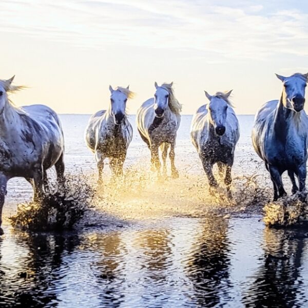 The Camargue Horses at Dawn by Bill Belvin