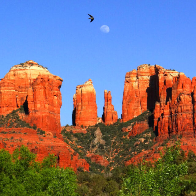 Moon and Bird over Cathedral Rock by Iris Yang