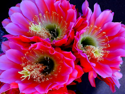 Stunning Beauty by Iris Yang