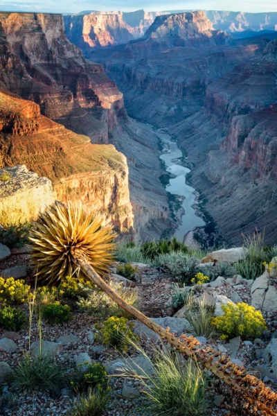 The Canyon, the Colorado, the Century by Elaine Belvin
