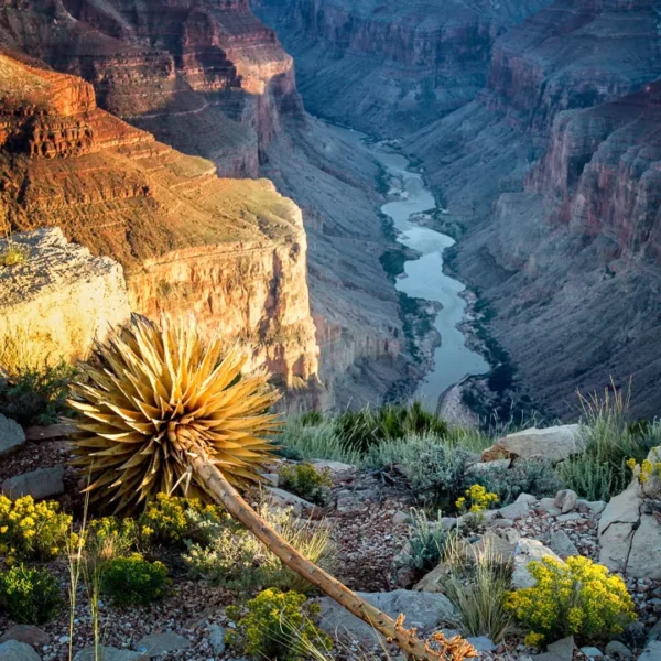 The Canyon, the Colorado, the Century by Elaine Belvin
