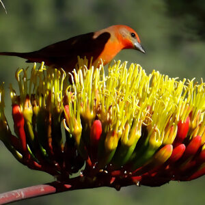 A Tanager on Agave Flowers by Iris Yang