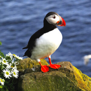 Adorable Puffin in Iceland by Iris Yang