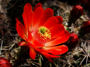Red Prickly Pear Cactus Flower by Iris Yang