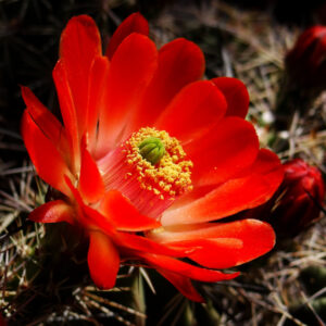 Red Prickly Pear Cactus Flower by Iris Yang