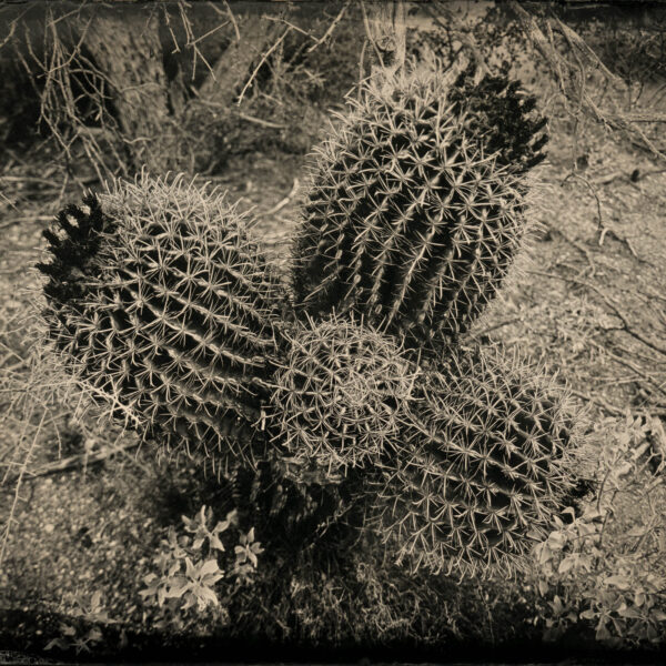 Barrel Cactus by Mark Edward Dawson