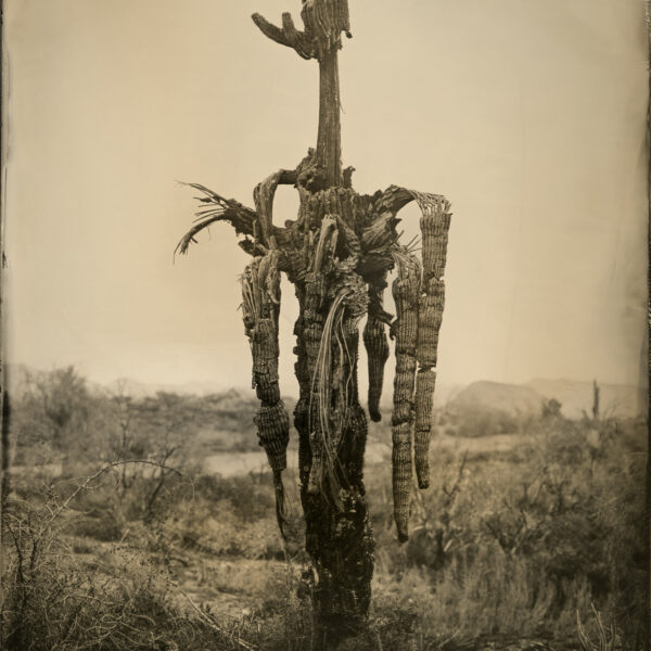 Bush Fire Saguaro by Mark Edward Dawson