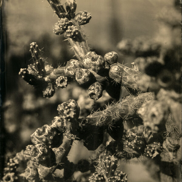 Cholla (Detail) by Mark Edward Dawson