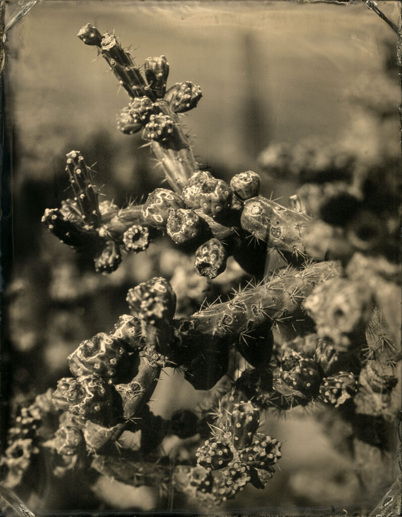Cholla (Detail) by Mark Edward Dawson