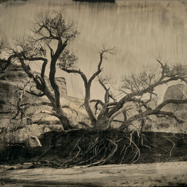 Lavender Canyon Roots by Mark Edward Dawson