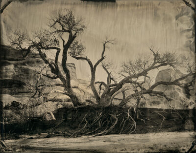 Lavender Canyon Roots by Mark Edward Dawson