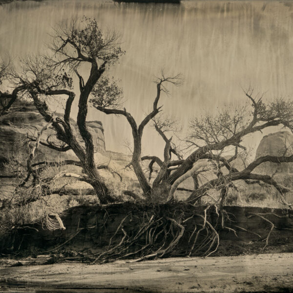 Lavender Canyon Roots by Mark Edward Dawson
