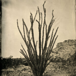 Ocotillo by Mark Edward Dawson