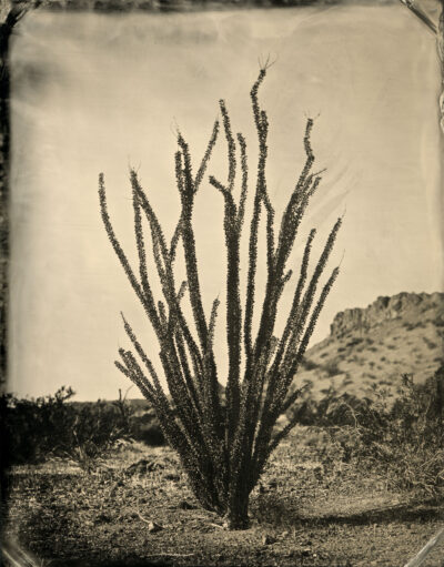 Ocotillo by Mark Edward Dawson