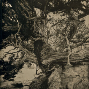 Old Juniper Roots by Mark Edward Dawson