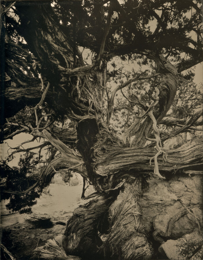 Old Juniper Roots by Mark Edward Dawson