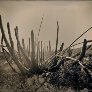 Organ Pipe Cactus 1 by Mark Edward Dawson