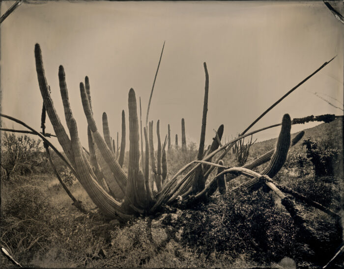 Organ Pipe Cactus 1 by Mark Edward Dawson