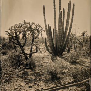 Organ Pipe Cactus 2 by Mark Edward Dawson