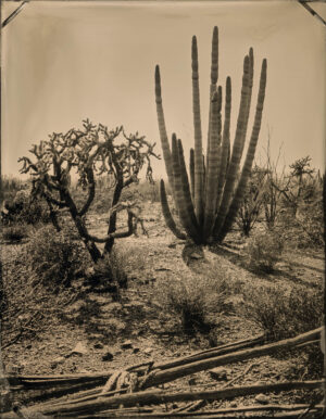 Organ Pipe Cactus 2 by Mark Edward Dawson
