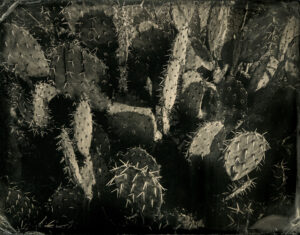 Prickly Pear (Horizontal) by Mark Edward Dawson