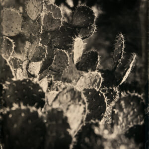 Prickly Pear (Vertical) by Mark Edward Dawson