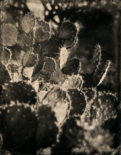 Prickly Pear (Vertical) by Mark Edward Dawson