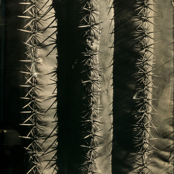Saguaro (Detail) by Mark Edward Dawson