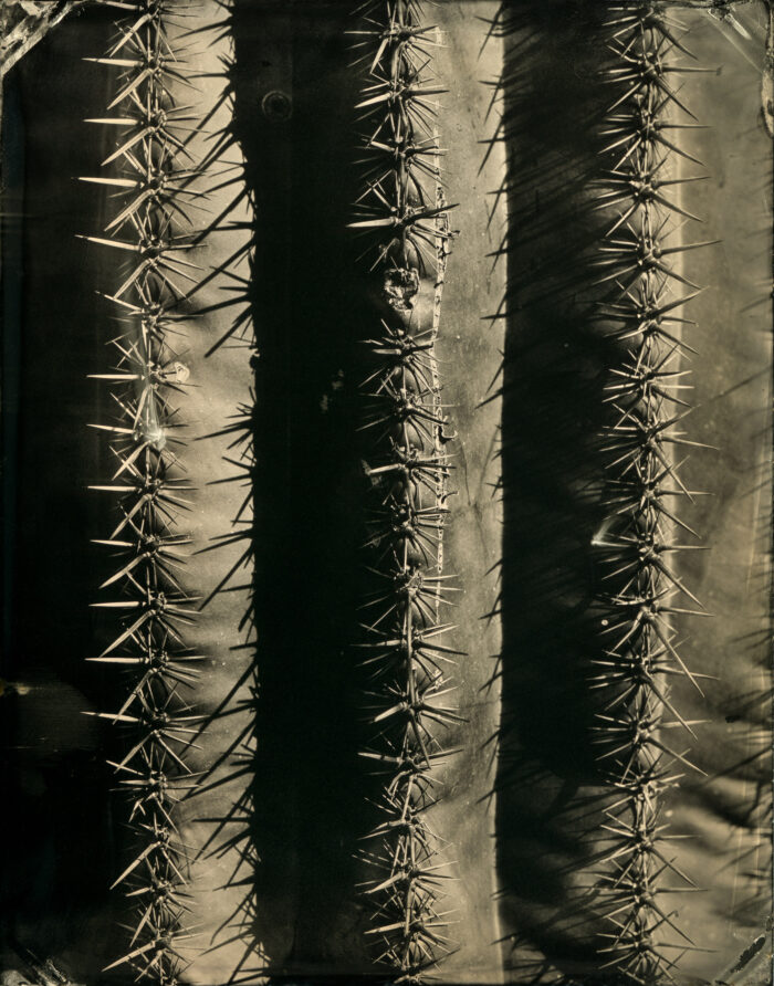 Saguaro (Detail) by Mark Edward Dawson