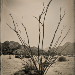 Tinajas Altas Ocotillo by Mark Edward Dawson