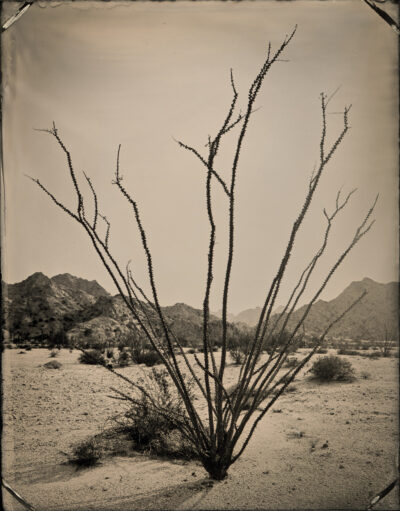 Tinajas Altas Ocotillo by Mark Edward Dawson