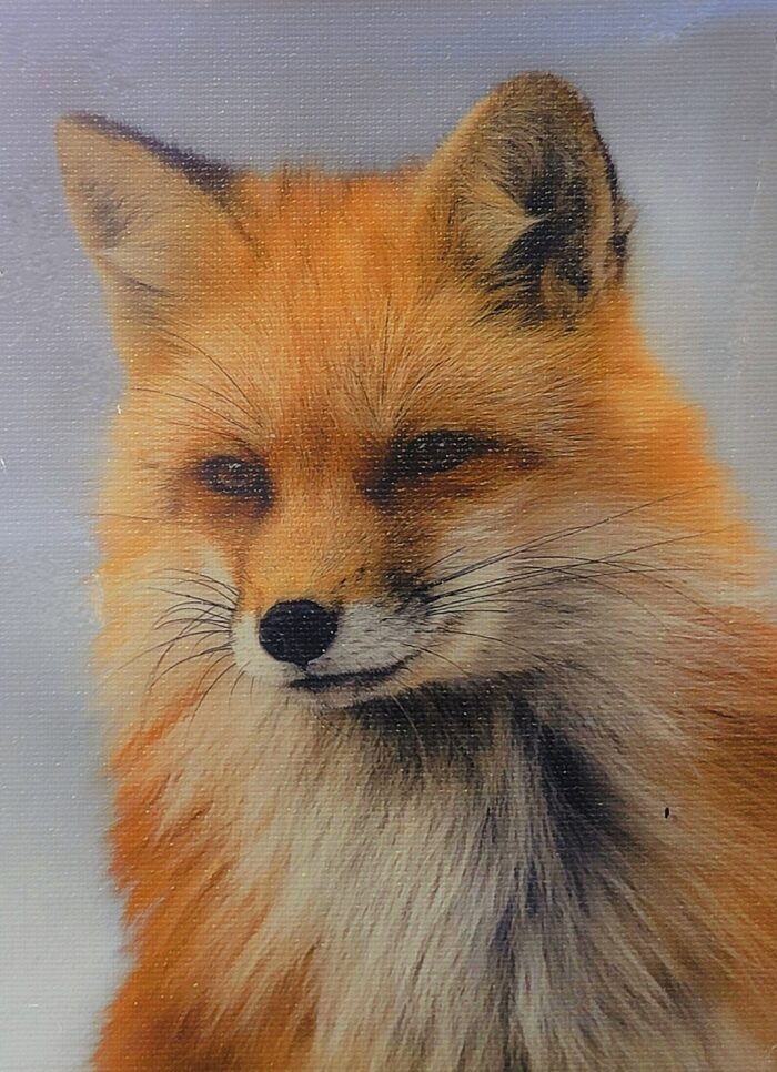 Red Fox Winter Glow by A O Tucker