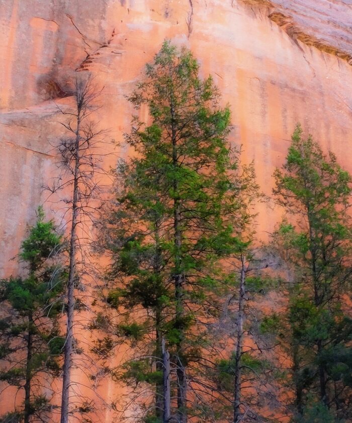 Trees in the Canyon by A O Tucker