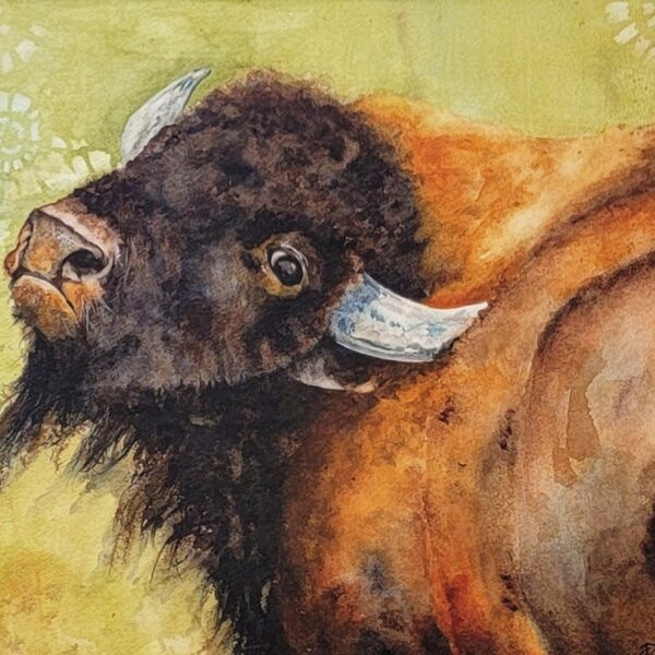 Bison Side Eye by Debra Williamson