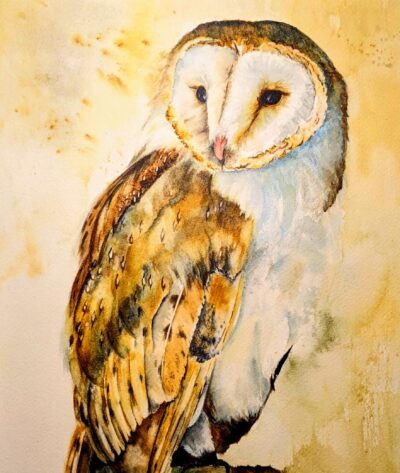 Barn Owl by Debra Williamson