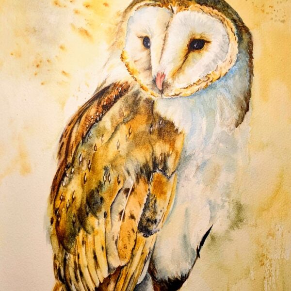 Barn Owl by Debra Williamson