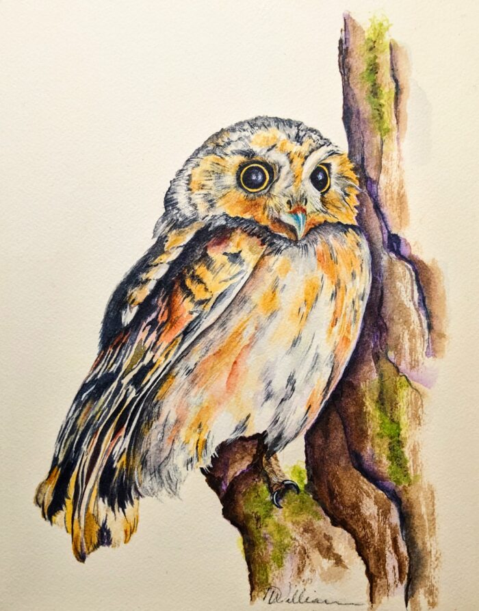 Elf Owl by Debra Williamson