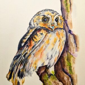 Elf Owl by Debra Williamson