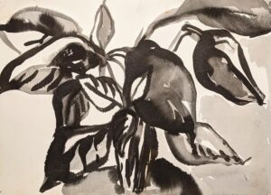 Plant Drawing by Myrna Harrison