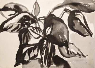 Plant Drawing by Myrna Harrison