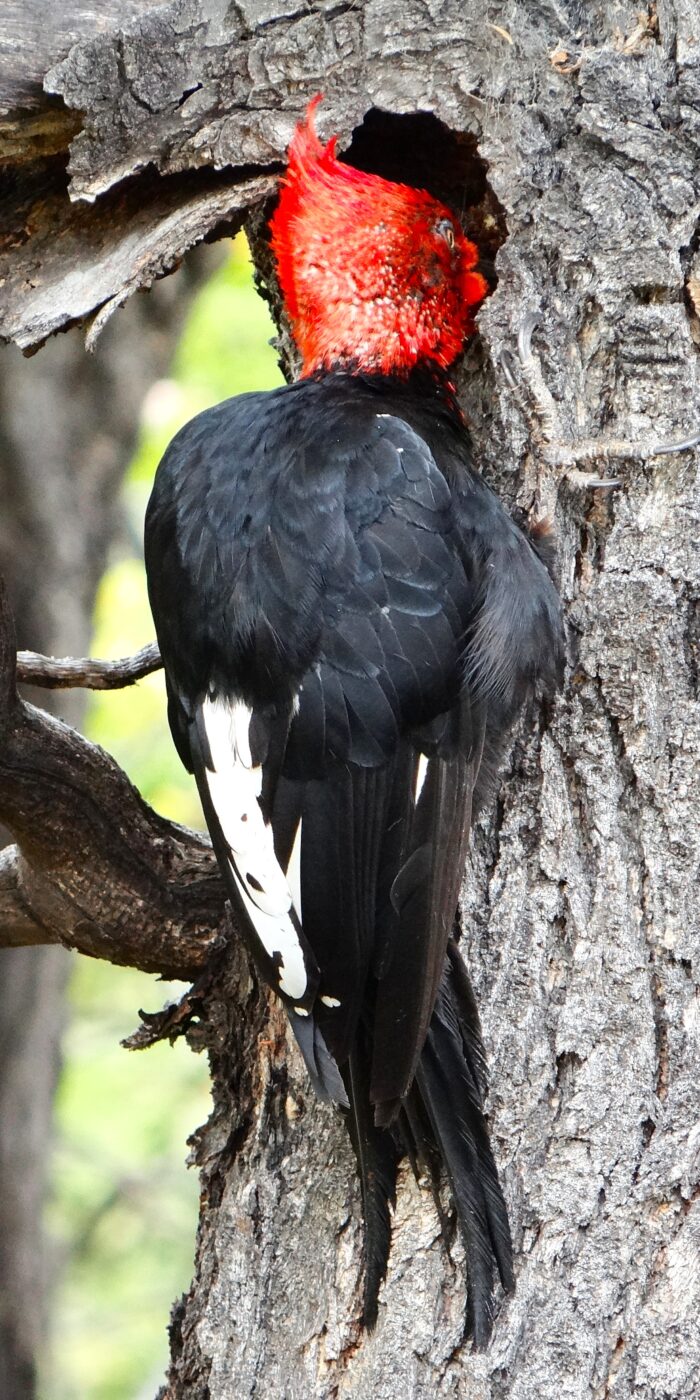 Magellanic Woodpecker set of 3 by Iris Yang