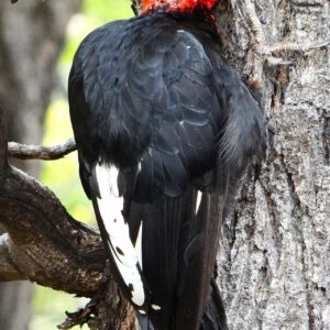 Magellanic Woodpecker set of 3 by Iris Yang