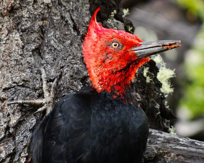 Magellanic Woodpecker set of 3 by Iris Yang - Image 2